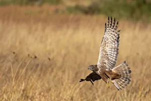 Marsh Harrier in flight, Okavango Delta, Botswana Marsh Harrier in flight, Okavango Delta, Botswana