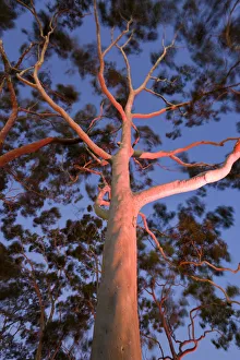 Mature lemon scented gum trees (Eucalyptus citriodora) in Kings Park, Perth, Western Mature lemon scented gum trees (Eucalyptus citriodora) in Kings Park, Perth, Western