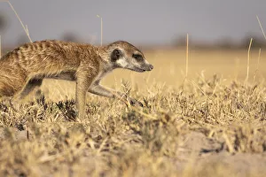 Meerkat, Makgadikgadi Salt Pans, Botswana Meerkat, Makgadikgadi Salt Pans, Botswana