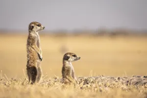 Meerkats, Makgadikgadi Salt Pans, Botswana Meerkats, Makgadikgadi Salt Pans, Botswana