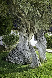 Millennial olive trees of Serpa. Alentejo, Portugal Millennial olive trees of Serpa. Alentejo, Portugal
