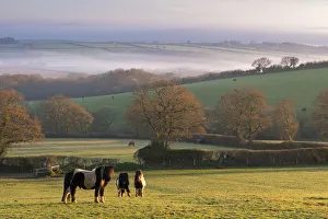 Rolling Hills England Prints: Miniature Ponies graze on the rolling Devon fields at dawn, South Tawton, Devon, England