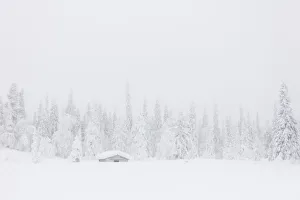 Mist on the snowy forest, Levi, Kittila, Lapland, Finland