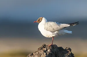 Myvatn district, northern Iceland. Black headed gull Myvatn district, northern Iceland. Black headed gull