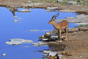 Namibia, Etosha National Park, Moringa Waterhole, Impalas (Aepyceros melampus) Namibia, Etosha National Park, Moringa Waterhole, Impalas (Aepyceros melampus)