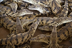 Namibia. Young crocodiles at a crocodile farm Namibia. Young crocodiles at a crocodile farm