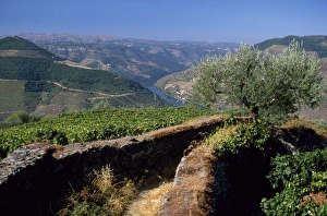 Douro Valley Vineyards Prints: A narrow path