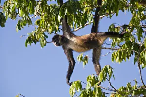 Nicaragua, Granada, Las Isletas, Howler monkey Nicaragua, Granada, Las Isletas, Howler monkey