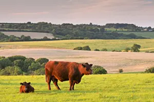 Adam Burton AWL Images UK Prints: North Devon Red Ruby cattle grazing in the rolling countryside, Black Dog, Devon, England