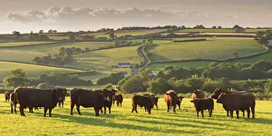 Devon Prints: North Devon Red Ruby Cattle Print, Black Dog, England