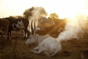 Northern Bahr el Ghazal, South Sudan. Dawn at a Cattle camp Northern Bahr el Ghazal, South Sudan. Dawn at a Cattle camp