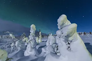 Northern Lights Print on Frozen Dwarf Shrubs