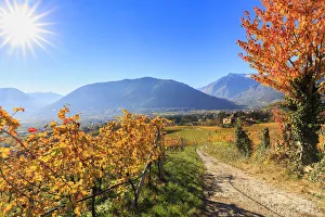 Italian Castle Architecture Prints: A oad between vineyards leads to Ramez Castle