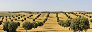 Olive groves and harvest of wheat near Serpa. Alentejo, Portugal Olive groves and harvest of wheat near Serpa. Alentejo, Portugal