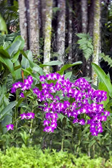 Orchids in Orchid Garden of Royal Botanical Gardens, Singapore Orchids in Orchid Garden of Royal Botanical Gardens, Singapore