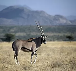 African Antelopes Collection: An oryx beisa in arid thorn scrub country