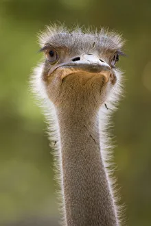 Ostrich, Lewa Wildlife Conservancy, Kenya Ostrich, Lewa Wildlife Conservancy, Kenya