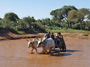 An ox-drawn cart carries a party of men across a flooded An ox-drawn cart carries a party of men across a flooded