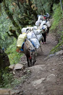 Pack horses climbing the path to the Tango monastery in Thimpu, Bhutan Pack horses climbing the path to the Tango monastery in Thimpu, Bhutan