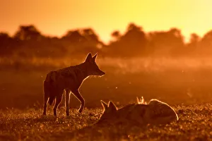 A pair of Black-backed Jackal in golden light, Okavango Delta, Botswana A pair of Black-backed Jackal in golden light, Okavango Delta, Botswana