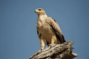 Pale tawny eagle on tree stump, Tarangire, Tanzania Pale tawny eagle on tree stump, Tarangire, Tanzania