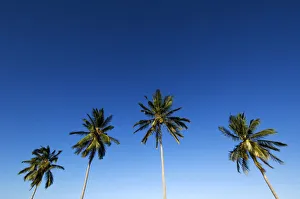 Four palm trees in blue sky, Mafia island, Tanzania Four palm trees in blue sky, Mafia island, Tanzania