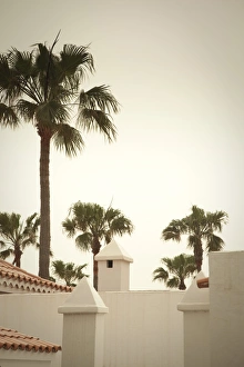 Palm Trees, Fuerteventura, Canary Islands, Spain Palm Trees, Fuerteventura, Canary Islands, Spain