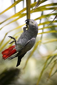 This parrot is known as the Papa Gaio do Principe This parrot is known as the Papa Gaio do Principe
