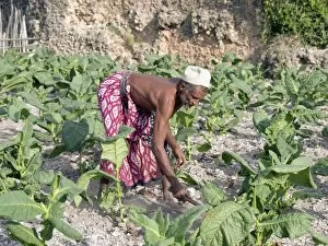African Agriculture Collection: A Pate farmer tends his tobacco crop among the coral