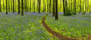 Path Through Bluebells, West Woods, Wiltshire, England Path Through Bluebells, West Woods, Wiltshire, England