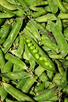 AWL Discover Images Europe Prints: Peas