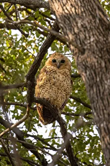 Pels Fishing Owl, Moremi Game Reserve, Okavango Delta, Botswana Pels Fishing Owl, Moremi Game Reserve, Okavango Delta, Botswana
