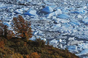 Perito Moreno lagoon contrasting with autumn vegetation, Los Glaciares National Park Perito Moreno lagoon contrasting with autumn vegetation, Los Glaciares National Park