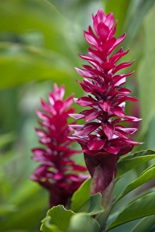 Peru. Colourful Red Ginger in the gardens of Inkaterra Reserva Amazonica Lodge on the banks of the Madre de Peru. Colourful Red Ginger in the gardens of Inkaterra Reserva Amazonica Lodge on the banks of the Madre de