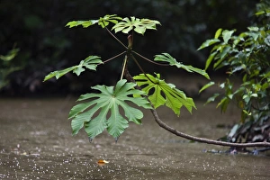 Peru. Lush vegetation overhanging the banks of the Madre de Dios River Peru. Lush vegetation overhanging the banks of the Madre de Dios River