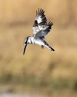 Pied Kingfisher hovering, Okavango Delta, Botswana Pied Kingfisher hovering, Okavango Delta, Botswana