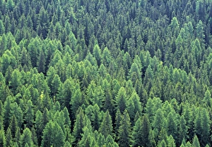 Alpine Forest Scenery Prints: Pine Forest