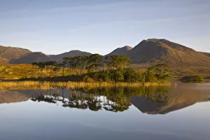 Pine Island Print, Connemara National Park, Ireland