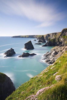 Pink sea thrift wildflowers on the clifftops above Bedruthan Steps, Cornwall, England Pink sea thrift wildflowers on the clifftops above Bedruthan Steps, Cornwall, England