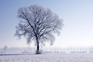 Plain Piedmont, Piedmont, Italy. Hoar frost trees Plain Piedmont, Piedmont, Italy. Hoar frost trees