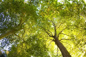 Plane Trees, Hyde Park, London, England Plane Trees, Hyde Park, London, England