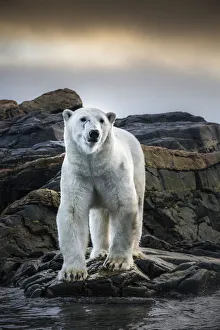 A polar bear depicted from very close distance from a zodiac in Kvitoya Island, in A polar bear depicted from very close distance from a zodiac in Kvitoya Island, in