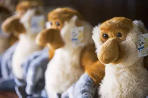 Proboscis Monkey Print for Sale in Kota Kinabalu Gift Shop