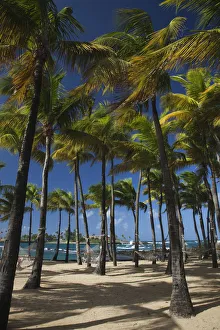 Puerto Rico, San Juan, beach palms by Atlantic Ocean Puerto Rico, San Juan, beach palms by Atlantic Ocean