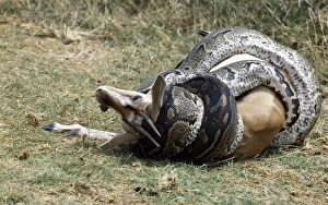 Print of African python killing a Thomson's gazelle by constriction