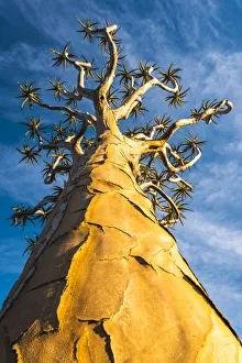 Quiver tree (Aloe dichotoma), Keetmanshoop, Namibia, Africa Quiver tree (Aloe dichotoma), Keetmanshoop, Namibia, Africa