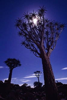 African Botanical Gardens Prints: Quiver Tree Forest