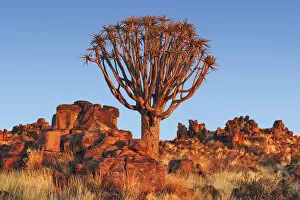 Keetmanshoop Collection: Quiver tree (Kokerboom) - Namibia, Karas, Keetmanshoop, Garas Park - Namib (DM)