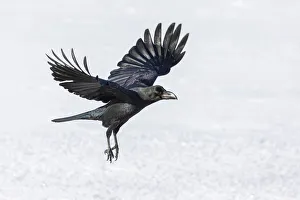 Raven (Corvus corax) in flight over snow, Hokkaido, Japan Raven (Corvus corax) in flight over snow, Hokkaido, Japan