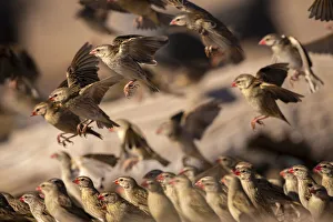 Red Billed Quelea, Kalahari Desert, Botswana Red Billed Quelea, Kalahari Desert, Botswana